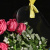 Переноска для цветов с жёлтой  лентой 30х25х12см  