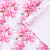 Бумага упаковочная Розовые Цветы на Белом 70/100см 